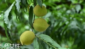 鷹嘴桃種植應(yīng)注意哪些？鷹嘴桃什么時間修剪