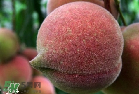九仙桃怎么保鮮？九仙桃可保鮮多長時間