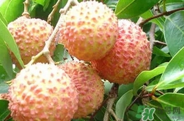 桂味荔枝多少錢一斤2017？桂味荔枝價(jià)格