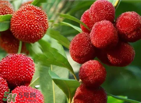 吃楊梅會感染sk5病毒嗎？吃楊梅感染sk5病毒是真的嗎？