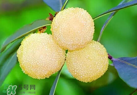 吃楊梅中毒怎么辦？吃楊梅中毒的癥狀