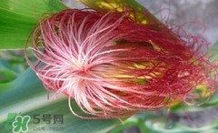 玉米須怎樣保存？玉米須可以曬干保存嗎？