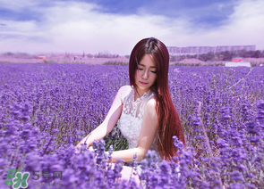 六月份還有薰衣草嗎？6月份哪里有薰衣草？