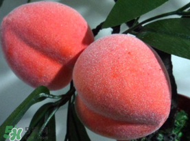 提子和桃子能一起吃嗎？提子和桃子一起吃好嗎？