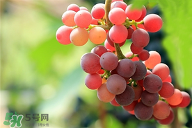 提子一天吃多少？提子一天吃幾個(gè)？