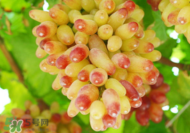 提子一天吃多少？提子一天吃幾個(gè)？