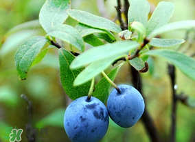 藍(lán)莓熱量高嗎？藍(lán)莓醬熱量高嗎？