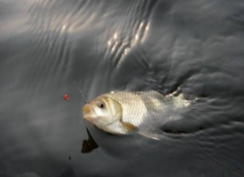 六月份怎么釣鯽魚？6月份釣鯽魚用什么餌料？