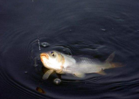 六月份怎么釣鯽魚？6月份釣鯽魚用什么餌料？