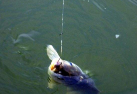 六月份怎么釣鯽魚？6月份釣鯽魚用什么餌料？