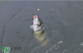 六月份怎么釣鯉魚？六月份釣鯉魚技巧