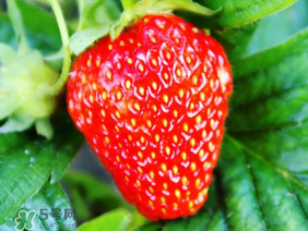 夏天有草莓嗎？夏天草莓結(jié)果嗎？