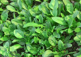 夏天可以種菠菜嗎？夏天菠菜為什么難種植？
