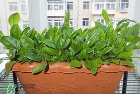 夏天可以種菠菜嗎？夏天菠菜為什么難種植？