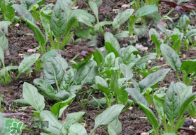 夏天可以種菠菜嗎？夏天菠菜為什么難種植？