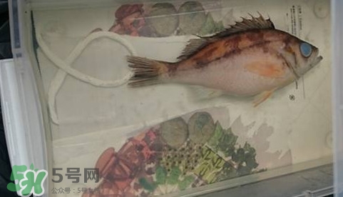 福爾馬林是什么？福爾馬林是甲醛嗎