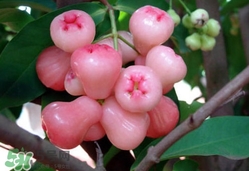 蓮霧什么季節(jié)吃最好？什么品種的蓮霧最好吃