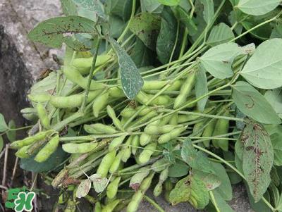 六月份可以種毛豆嗎？六月份毛豆怎么種植？