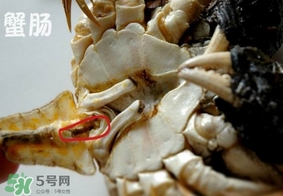 面包蟹是哪里產(chǎn)的？面包蟹哪里不能吃圖解