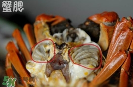 面包蟹是哪里產(chǎn)的？面包蟹哪里不能吃圖解