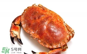 面包蟹是海蟹嗎？面包蟹吃什么東西