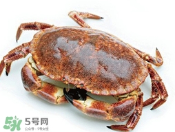 活面包蟹怎么保存？面包蟹能保存多久