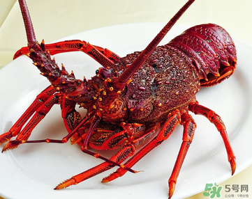 澳洲龍蝦是淡水的嗎？澳洲龍蝦是海鮮嗎？