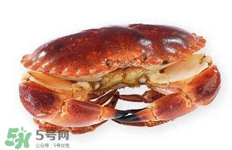 活面包蟹怎么保存？面包蟹能保存多久