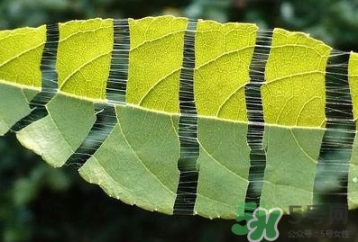 杜仲茶每天喝多少合適？杜仲茶喝多有什么不好