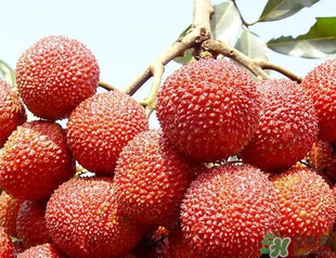 荔枝吃多了會胖嗎？吃荔枝會長胖嗎？