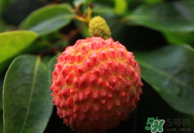 吃荔枝會(huì)流鼻血嗎？荔枝吃多了會(huì)流鼻血嗎？