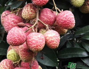 荔枝吃多了會(huì)流鼻血嗎？吃荔枝會(huì)流鼻血嗎？