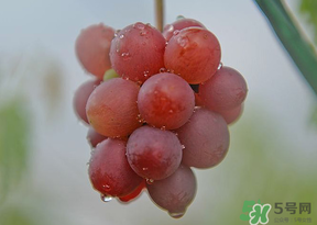 提子皮澀怎么處理？提子皮澀能吃嗎？