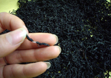 杜仲茶是熱性的嗎？杜仲茶和杜仲是一樣?xùn)|西嗎