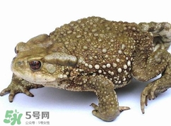 蟾蜍怎么讀？蟾蜍是保護(hù)動物嗎？