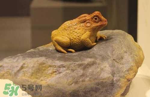 蟾蜍能活多久？蟾蜍可以活多少年