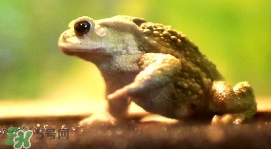 蟾蜍是害蟲(chóng)還是益蟲(chóng)？蟾蜍是幾級(jí)保護(hù)動(dòng)物