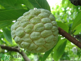 番荔枝什么時候成熟？番荔枝什么時候開花？