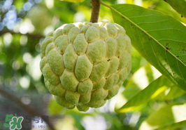 番荔枝什么時候成熟？番荔枝什么時候開花？