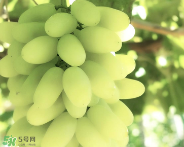 馬奶葡萄什么時候上市？馬奶葡萄2017上市時間