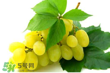 馬奶葡萄多少錢一斤？馬奶葡萄2017價(jià)格
