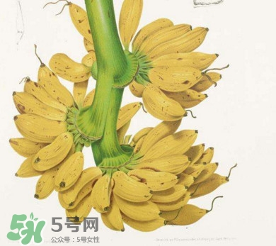 芭蕉里面的黑籽是什么？芭蕉是草本類還是木本類