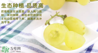 馬奶葡萄怎么保存？馬奶葡萄保存方法
