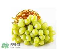 馬奶葡萄怎么保存？馬奶葡萄保存方法