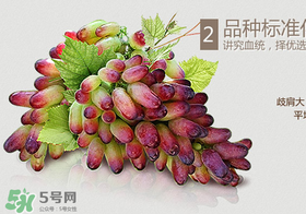 馬奶葡萄怎么保存？馬奶葡萄保存方法