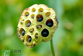 蓮蓬什么時(shí)候成熟？蓮蓬什么時(shí)候上市？