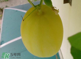 黃金瓜什么時(shí)候成熟？黃金瓜什么時(shí)候吃？
