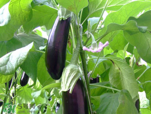 茄子怎么挑選？如何挑選茄子？
