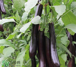 茄子皮敷臉可以祛斑嗎？茄子皮祛斑正確方法