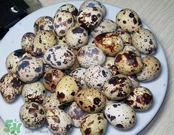 鵪鶉蛋和雞蛋哪個營養(yǎng)價值高？鵪鶉蛋怎么選購？
